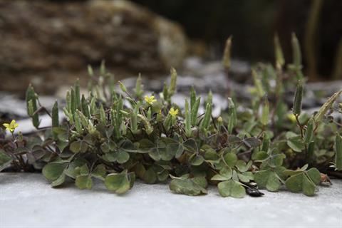 Oxalis corniculata